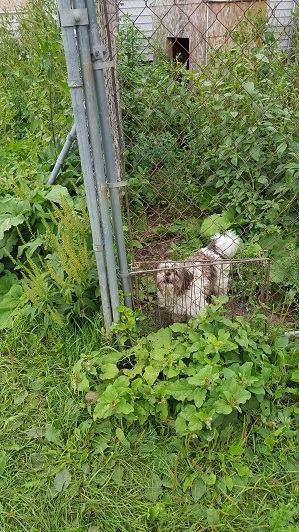 puppy_mill10.jpg